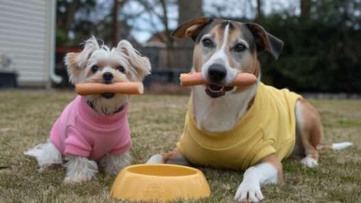 Can dogs eat mustard