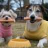 Can dogs eat mustard