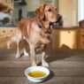 Is Olive Oil Good for Dogs Reviews Good or bad