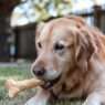 Is rawhide bad for dogs Good OR Bad