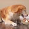 Dogs Eat Egg Shells