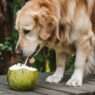 Can dogs drink coconut water