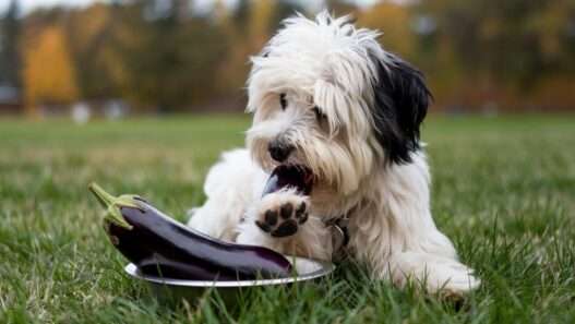 Can dogs eat eggplant