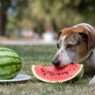 Can dogs have watermelon rind