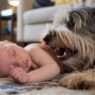 Why would a dog attack a sleeping baby